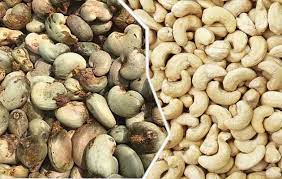 cashew-processing-technical-guidance