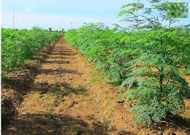 contract-farming-services